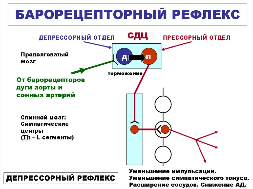 Рефлекс парина схема