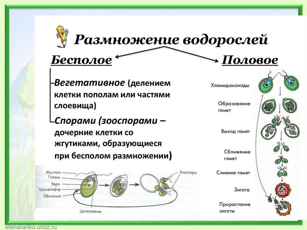 Водоросли их разнообразие и значение в природе