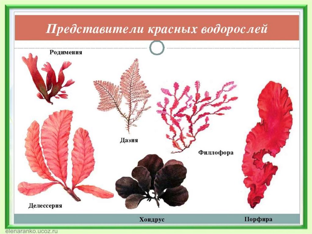 Водоросли рисунок биология