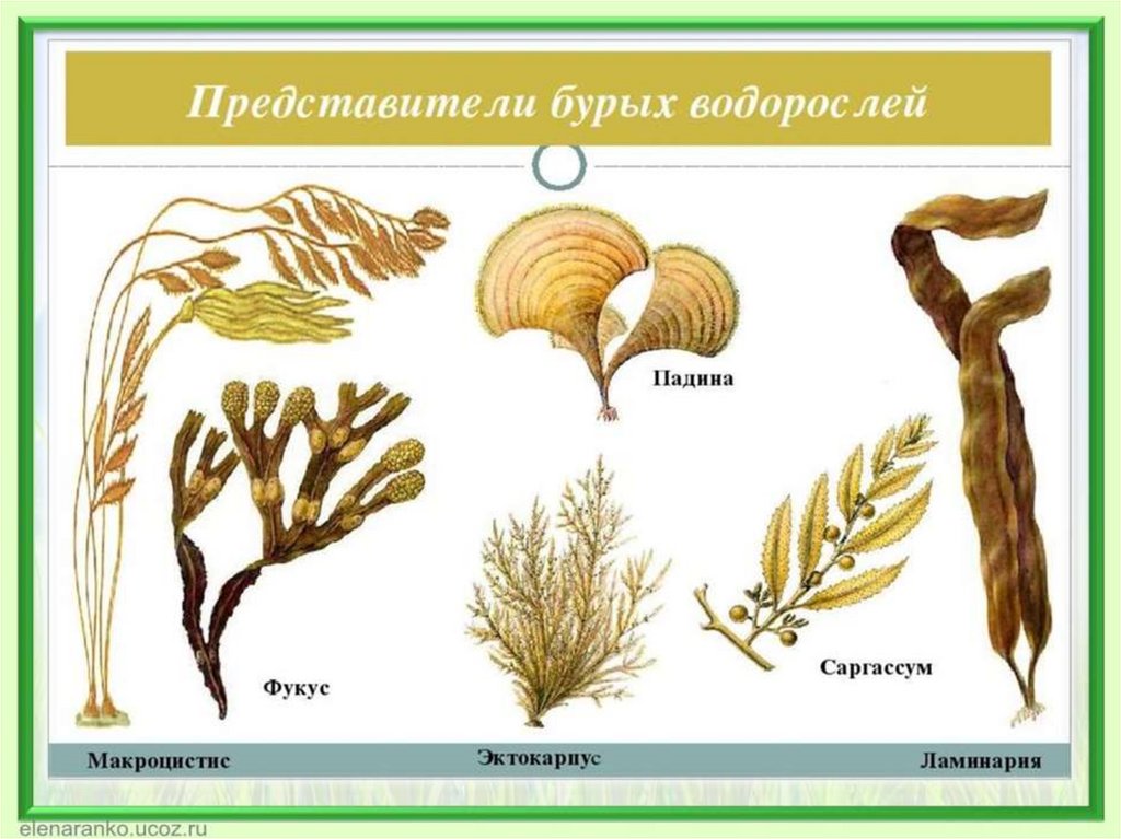 Низшие растения рисунки. Бурые водоросли представители. Отдел бурые водоросли представители. Фукус (отдел бурые водоросли). Представители многоклеточных бурых водорослей.