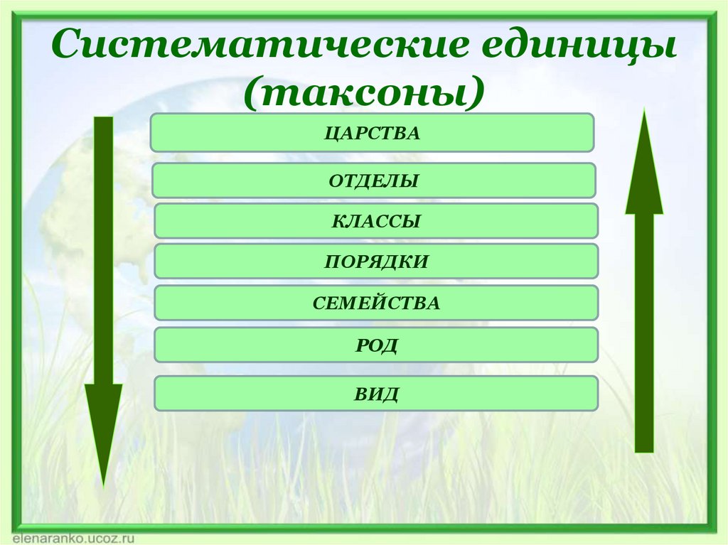 Расположение систематических таксонов начиная с наименьшего