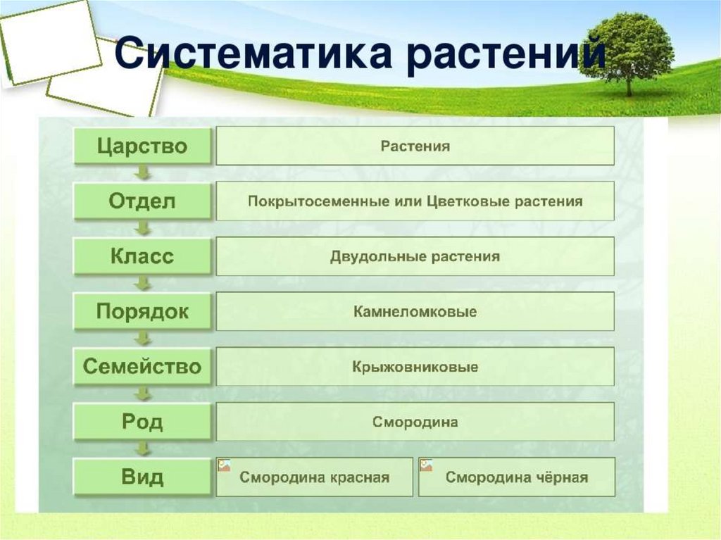 Систематическая категория растений начиная с наименьшей