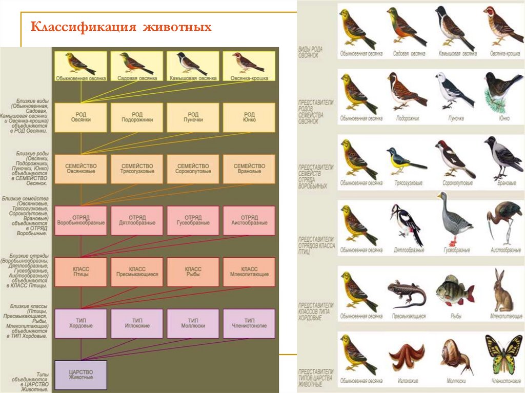 Классификация животных для детей