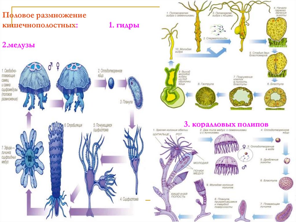 Размножение медуз схема