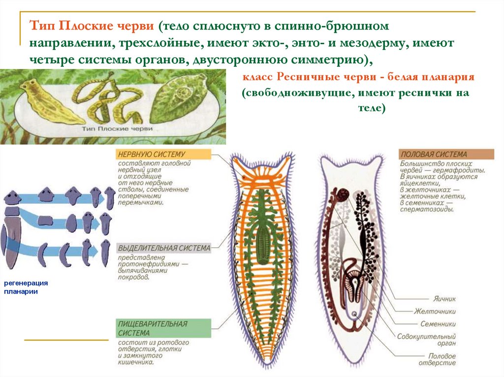 Представители типа плоские черви. Экто энто и мезодерма таблица.