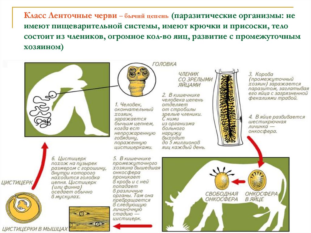 Бычий цепень презентация по микробиологии