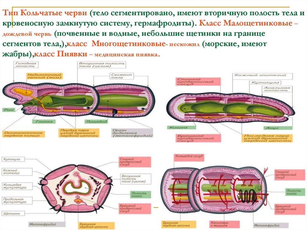 Наличие вторичной полости тела черви