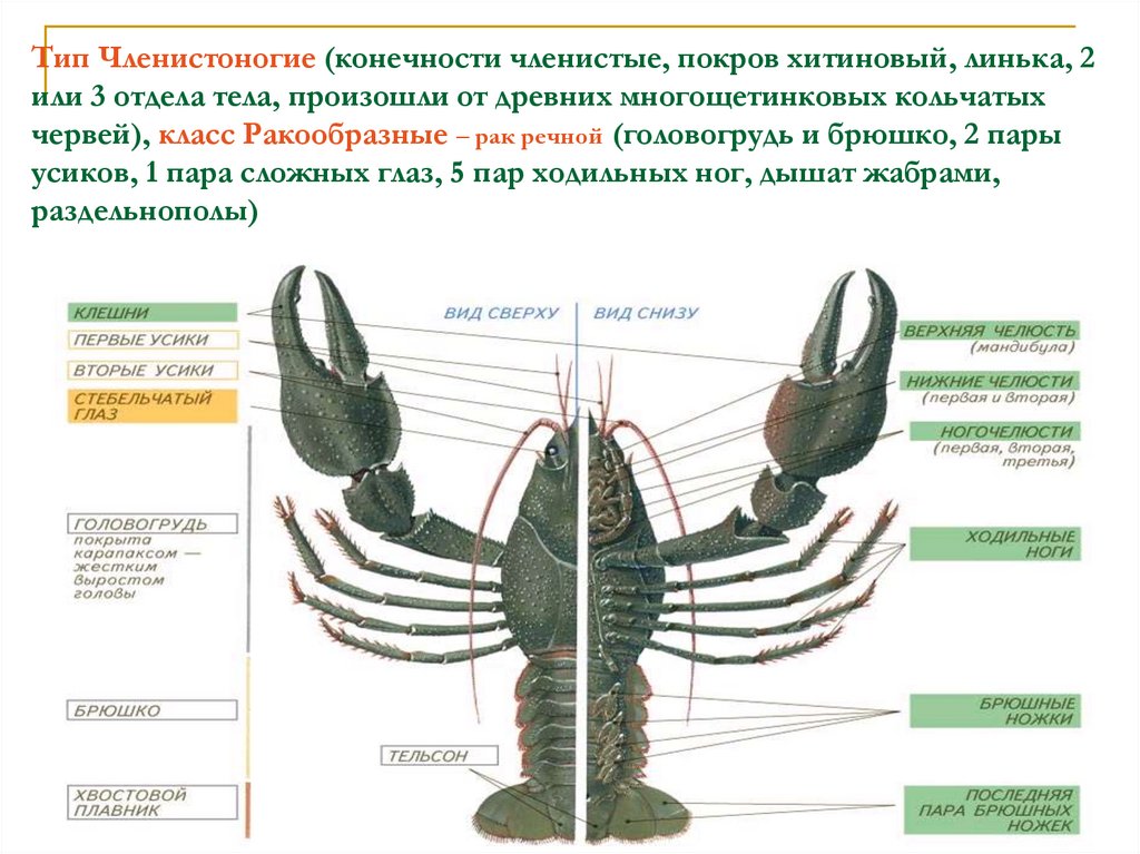 Членистое тело