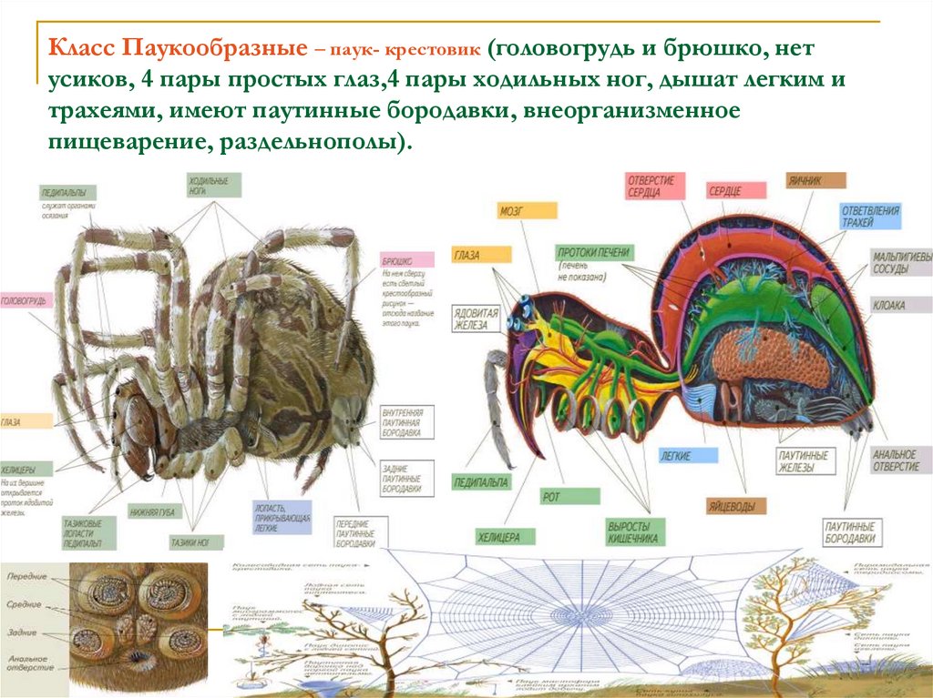 Дыхательная система паука крестовика