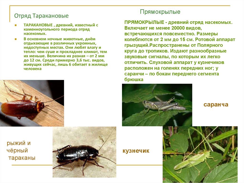 Строение и жизнедеятельность животных 8 класс