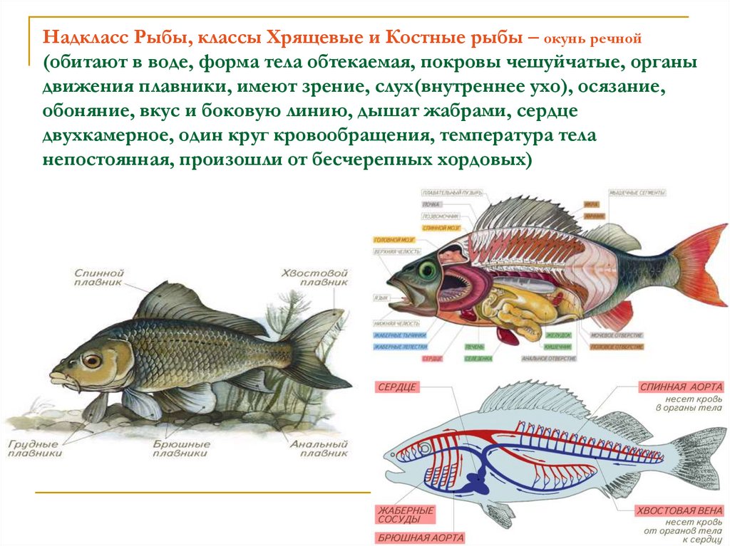 Костные рыбы