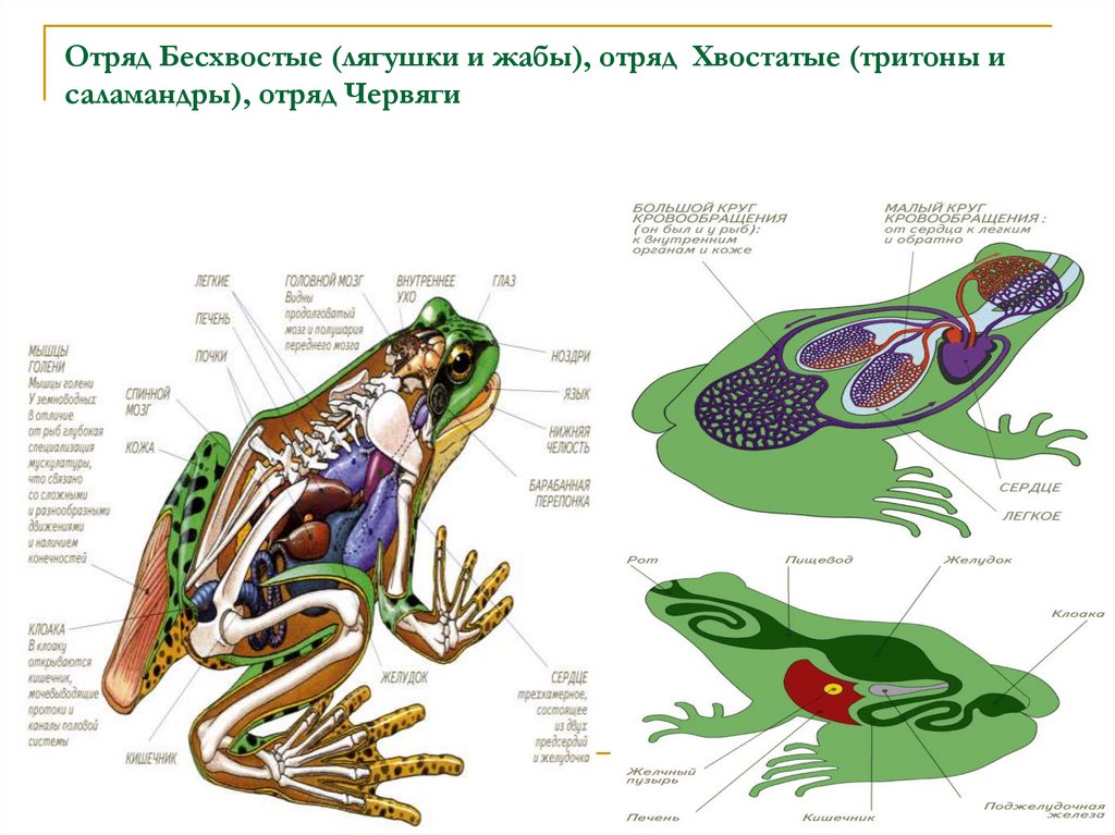 Строение и жизнедеятельность животных