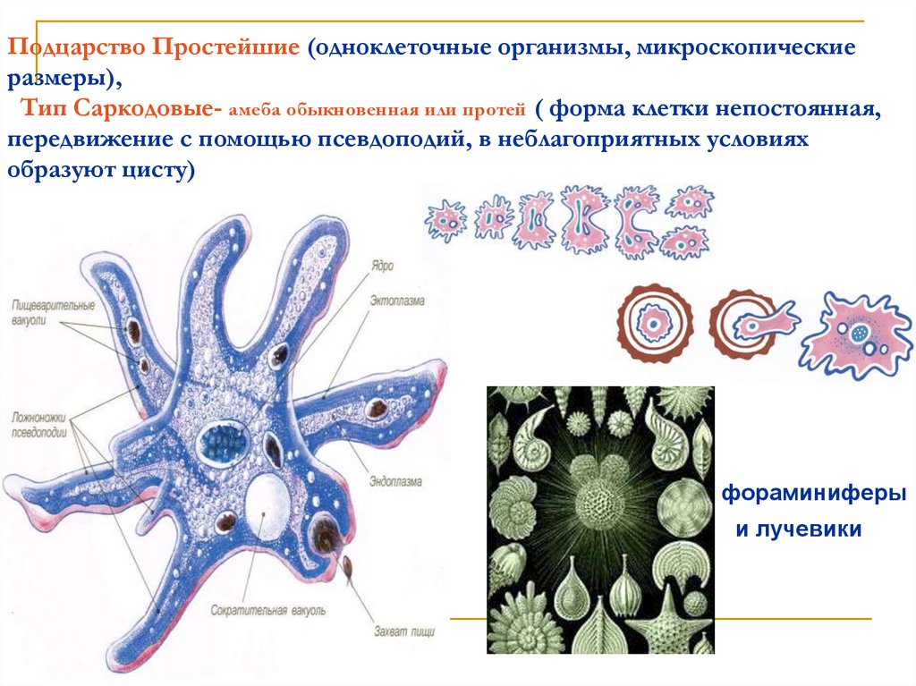 Характерные признаки подцарства простейшие