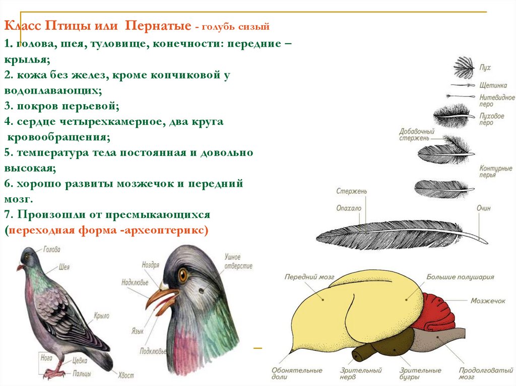 Подобрала голубя