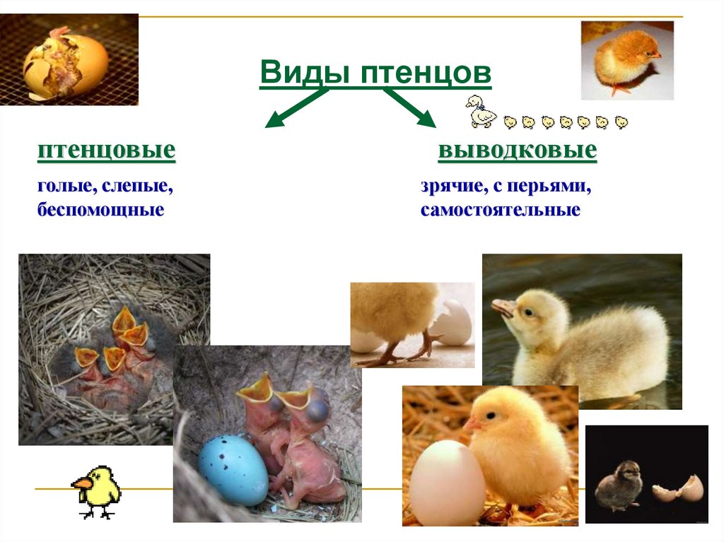 Какая наука изучает строение и жизнедеятельность животных