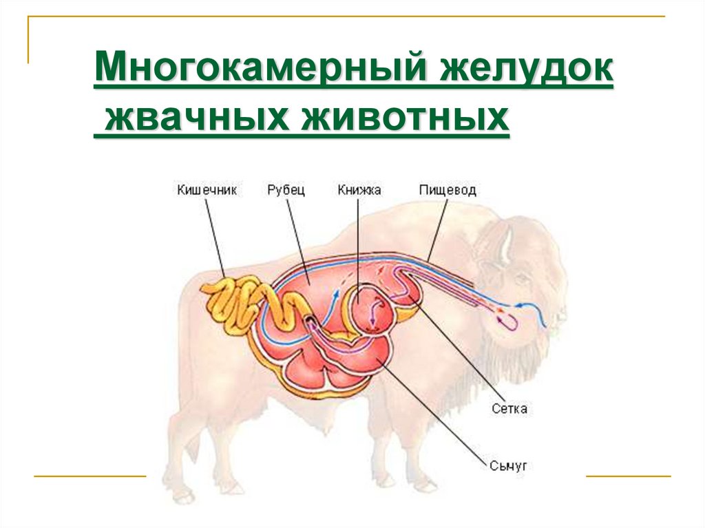 В желудке и кишечнике жвачных млекопитающих