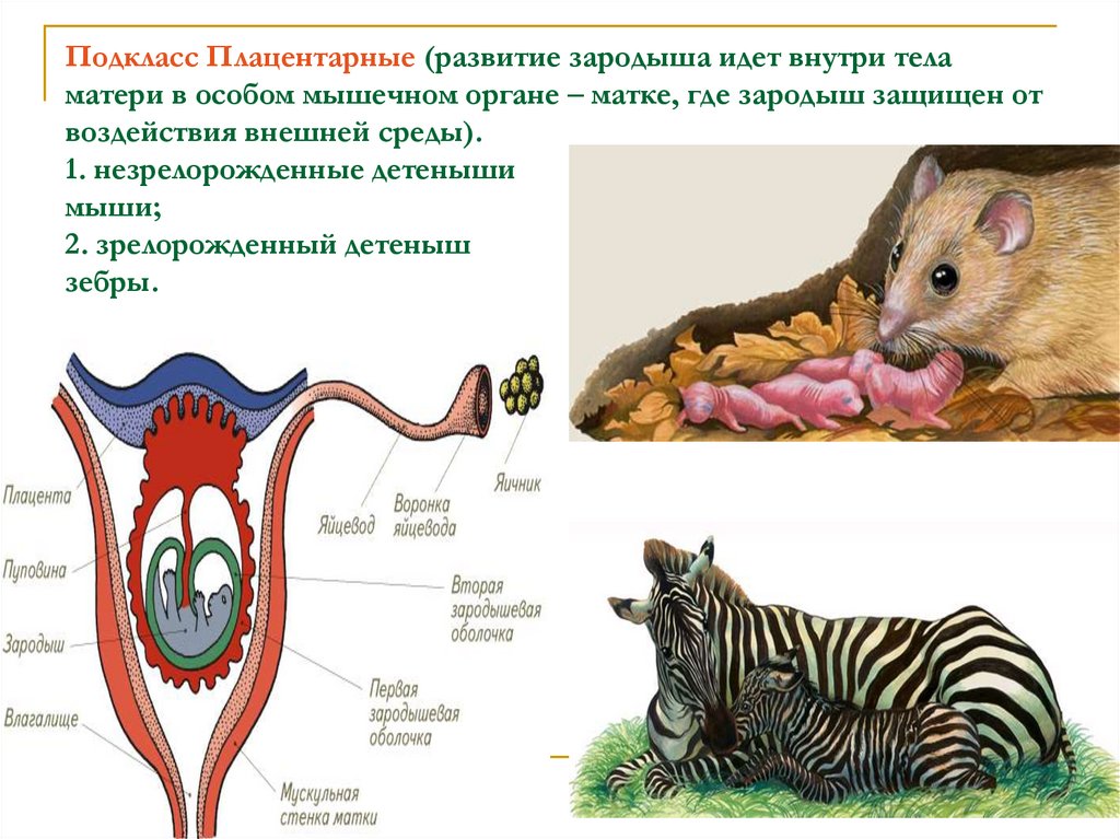 Животные биология 9 класс