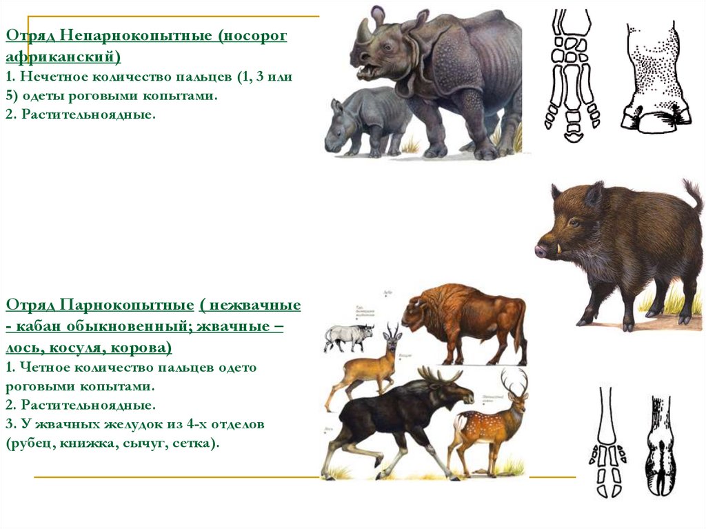 Общая характеристика непарнокопытных