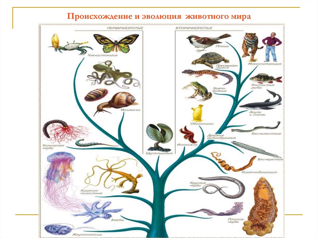 Эволюция животных картинки для презентации