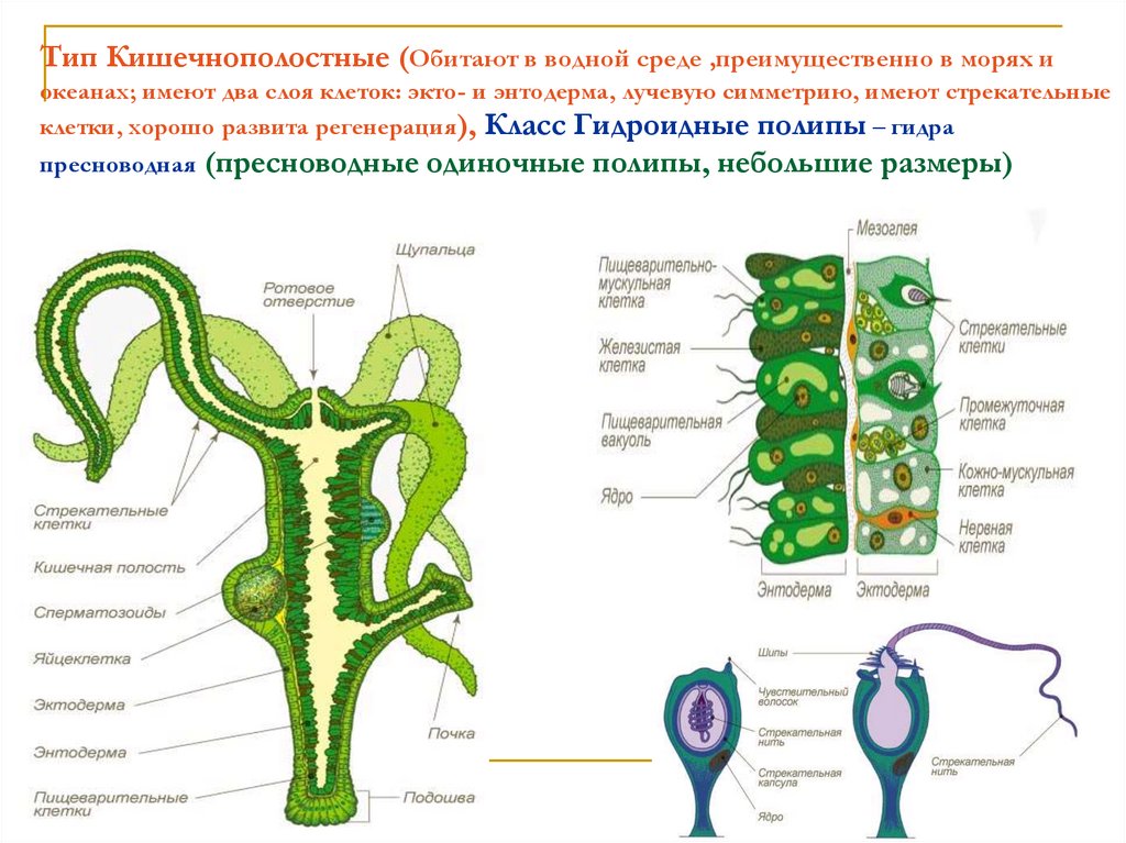 Клетки кишечнополостных рисунок