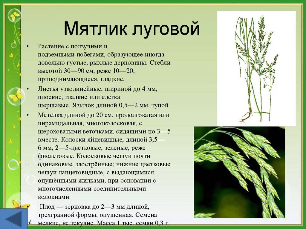 Значение роста в жизни растений впр 5
