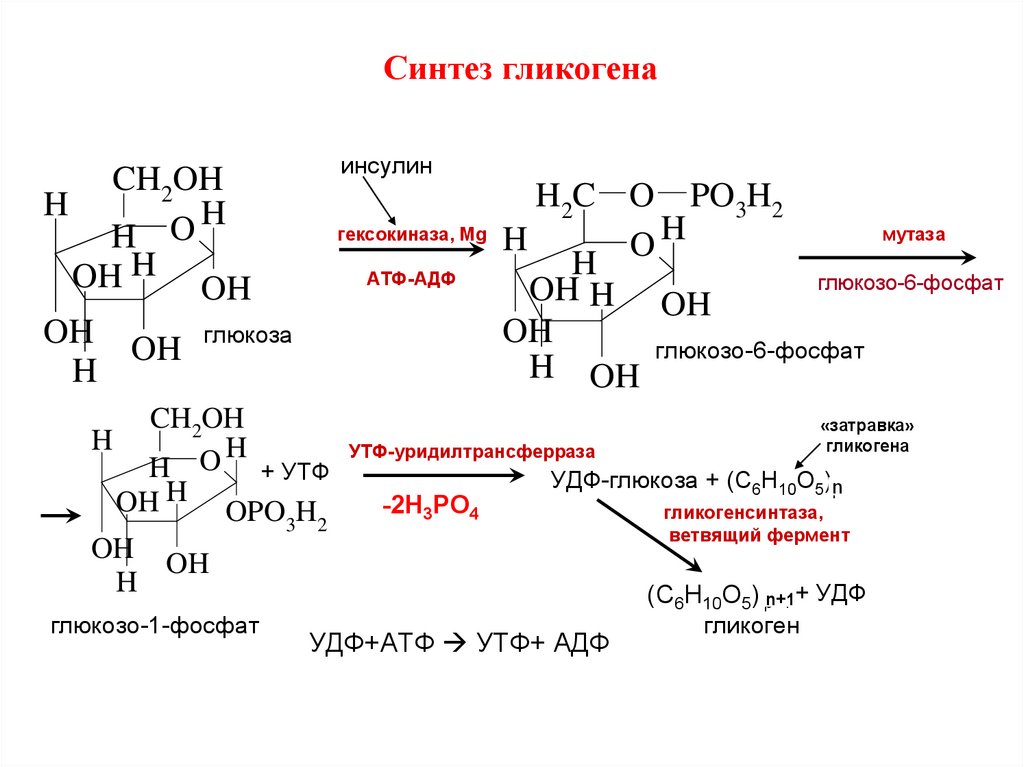 Выработка гликогена. Синтез гликогена. Синтез гликогена в тканях. Обмен углеводов. Никотин и углеводный обмен.