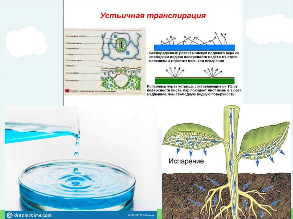 Транспирация у растений это. Процесс транспирации у растений. Кутикулярная транспирация. Транспирация для чего она нужна. Транспирация у растений это.
