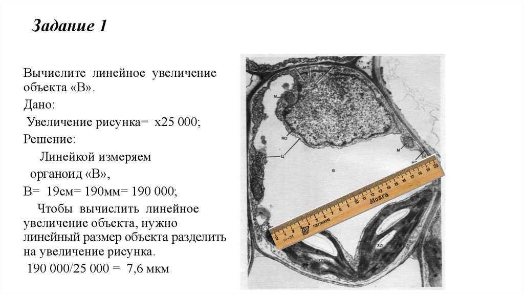 Линейно увеличивается