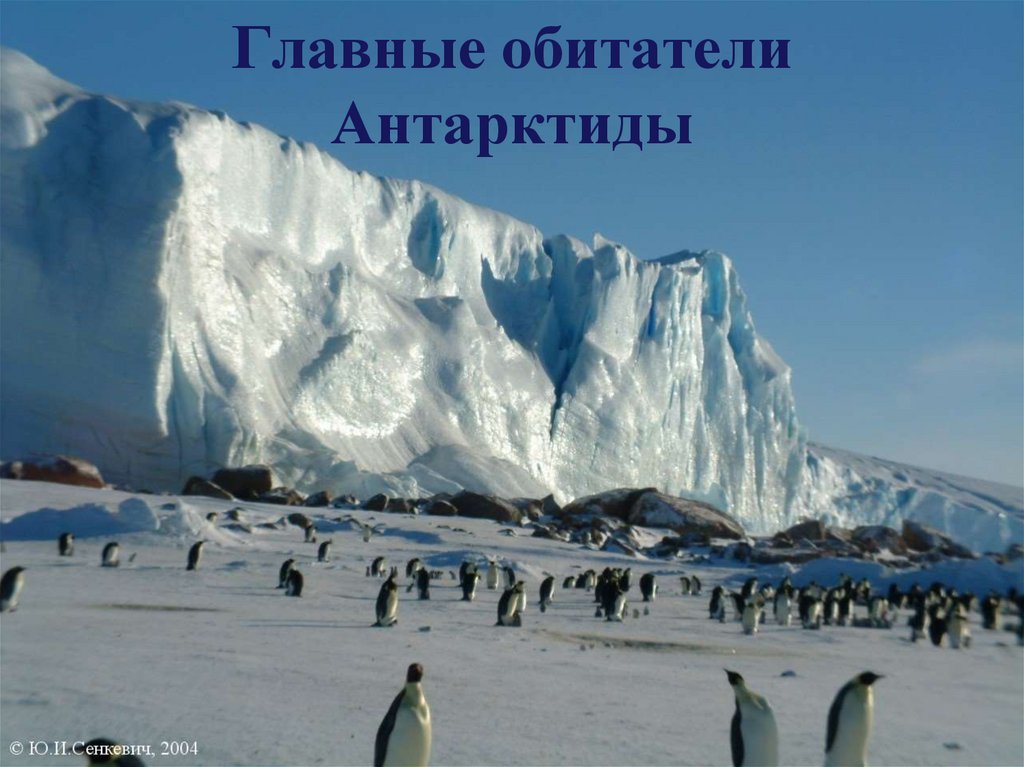 Главные обитатели Антарктиды