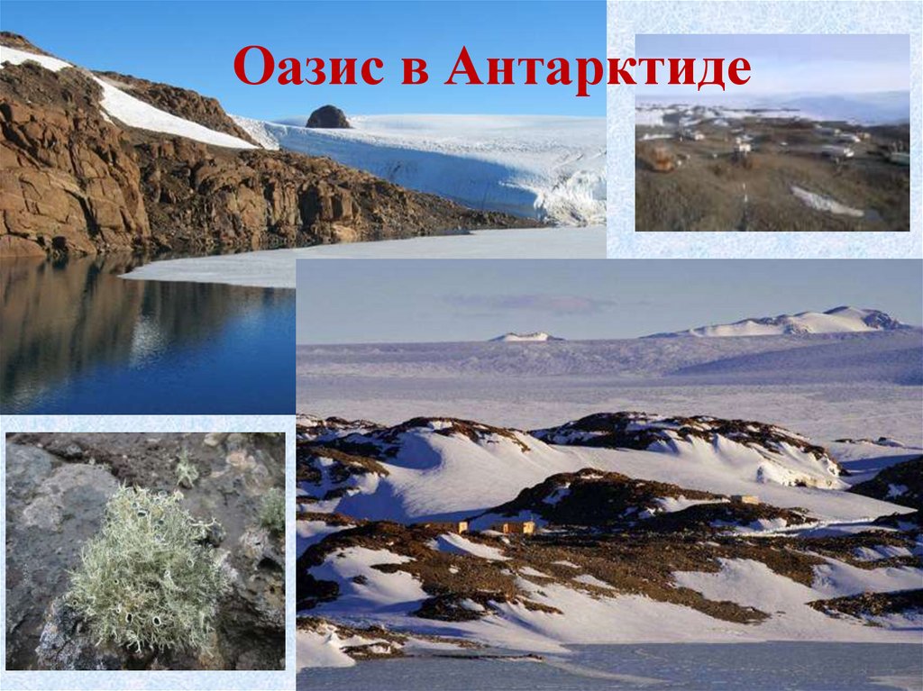 Оазис в Антарктиде