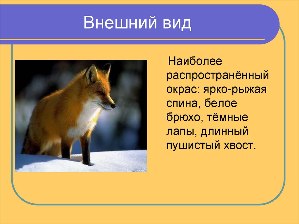 Внешний вид