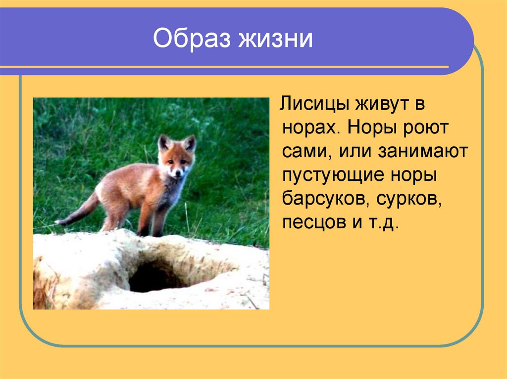 Лиса где живет чем питается. Презентация на тему лиса. Рассказ про лису. Лиса для презентации. Доклад о лисе.