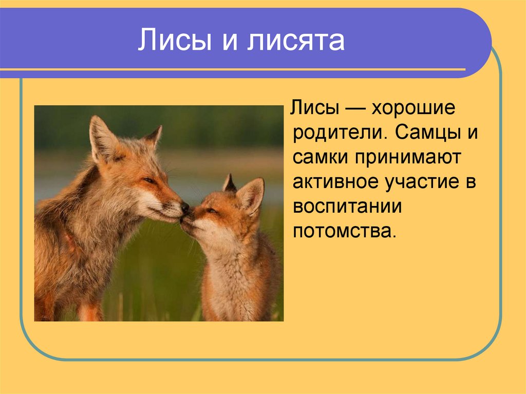 Рассказ о лисе 2 класс окружающий мир по плану