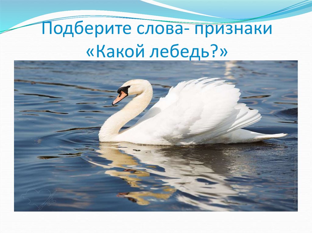 Подберите слова- признаки «Какой лебедь?»