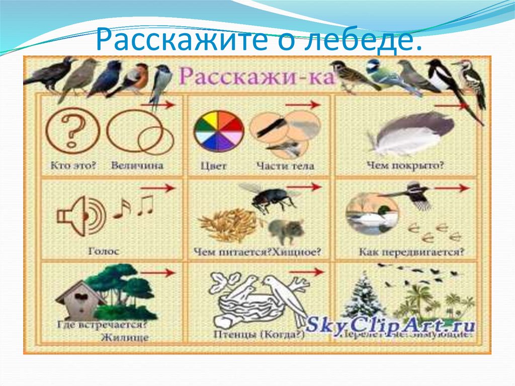 Расскажите о лебеде.