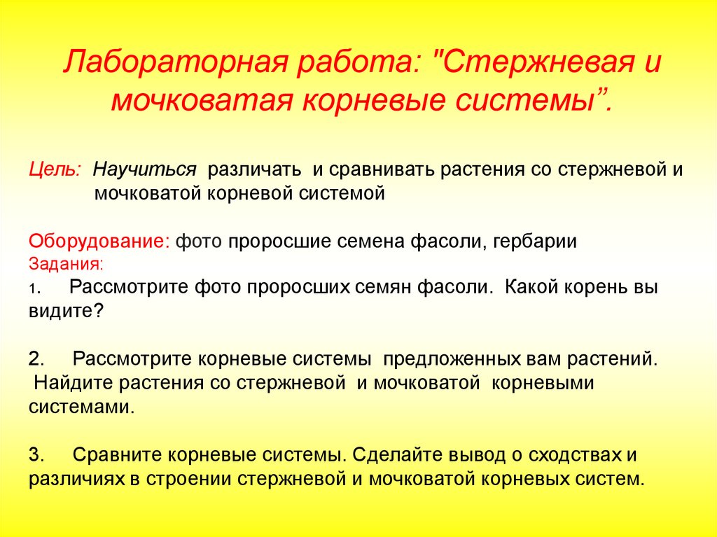 Строение корневых систем лабораторная работа. Лабораторная работа стержневая и мочковатая корневые системы. Стержневая корневая система лабораторная работа. Лабораторная работа типы корневых систем. Моя лабораторная работа стержневая и мочковатая корневые системы.