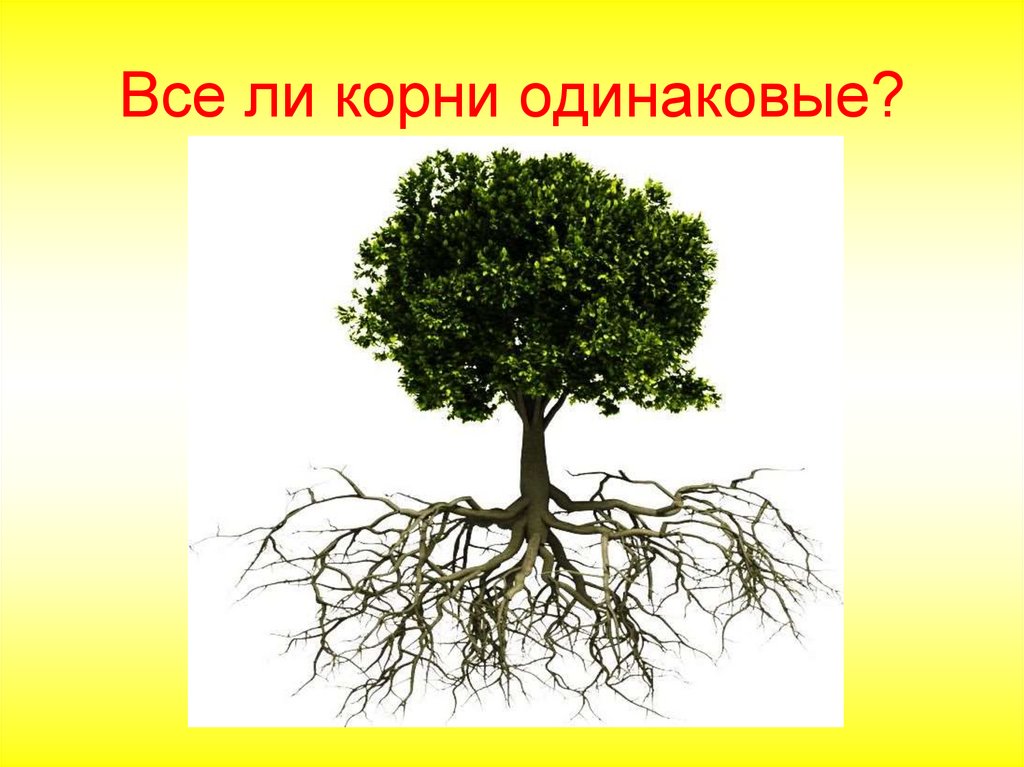 Род корневых 1. Корни. Вид корня для презентации. Одинаковые корни. Дерево у которого крона и корни одинаковые.