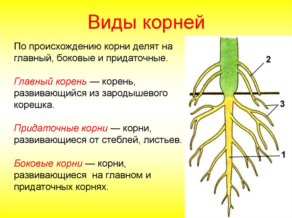 Как усилить доступ воздуха корням краткий ответ. Типы корневых систем у растений 6 класс. Главные боковые и придаточные корни. Строение . Функции . Типы корневых систем.