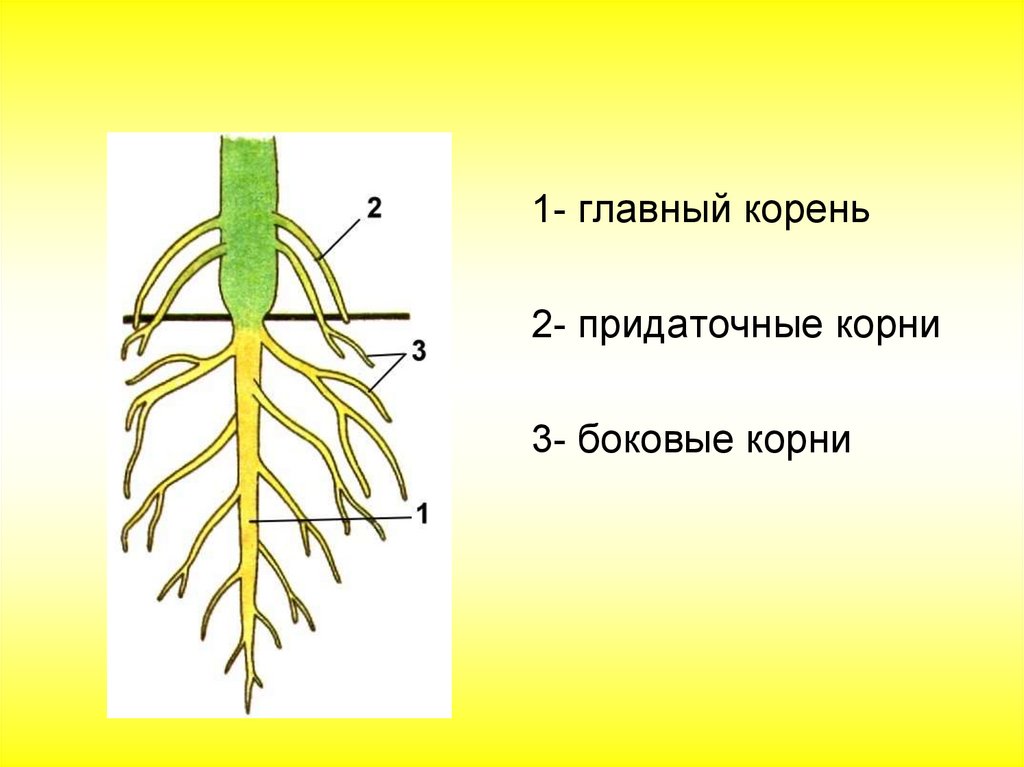 Придаточными называются корни. Главный корень боковой корень придаточный корень. Придаточные боковые и главный корень. Придаточные корни и боковые корни. Главный корень боковые и придаточные корни.