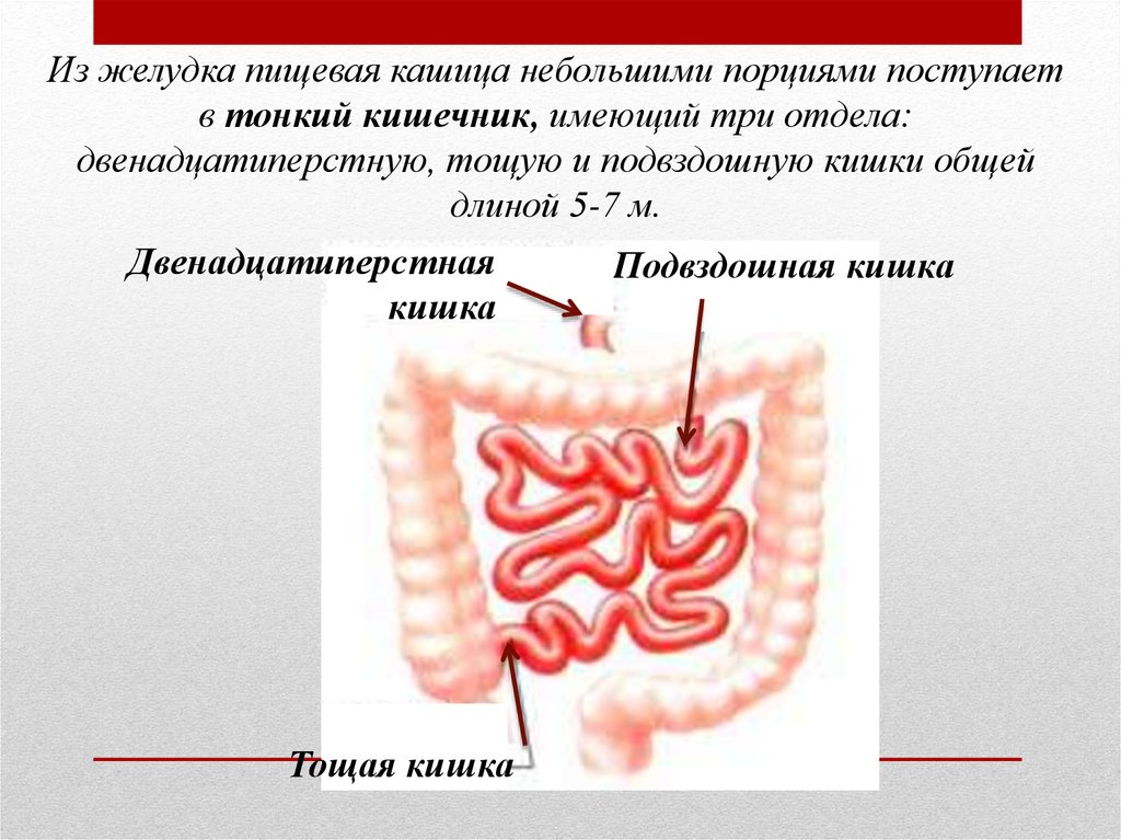 Презентация на тему пищеварение в кишечнике 8 класс