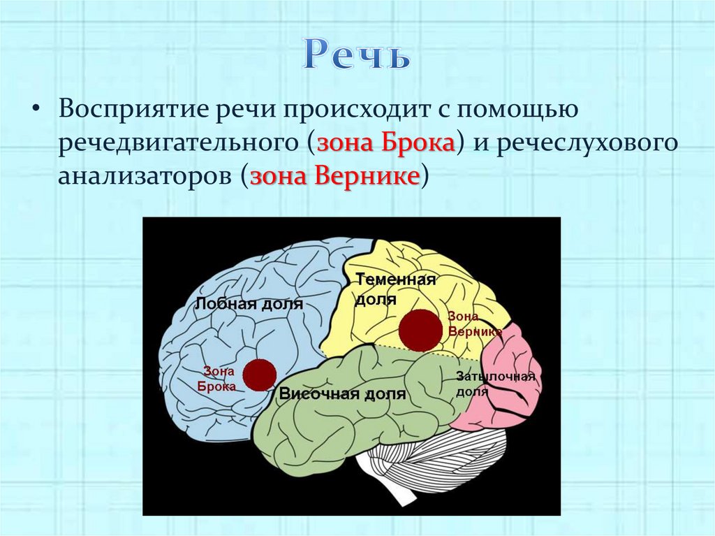 Воспринимают речь. Речедвигательный анализатор зона Брока. Речедвигательный анализатор зона и доля КБП. Строение и функционирование речедвигательного анализатора схема. Центральный отдел речедвигательного анализатора.