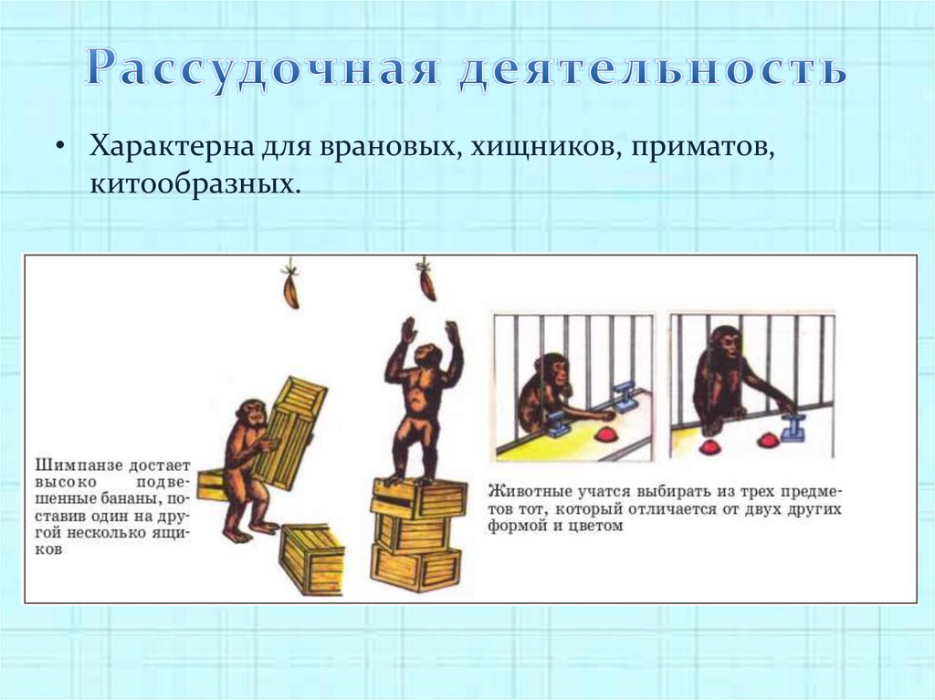 Рассудочная деятельность картинки