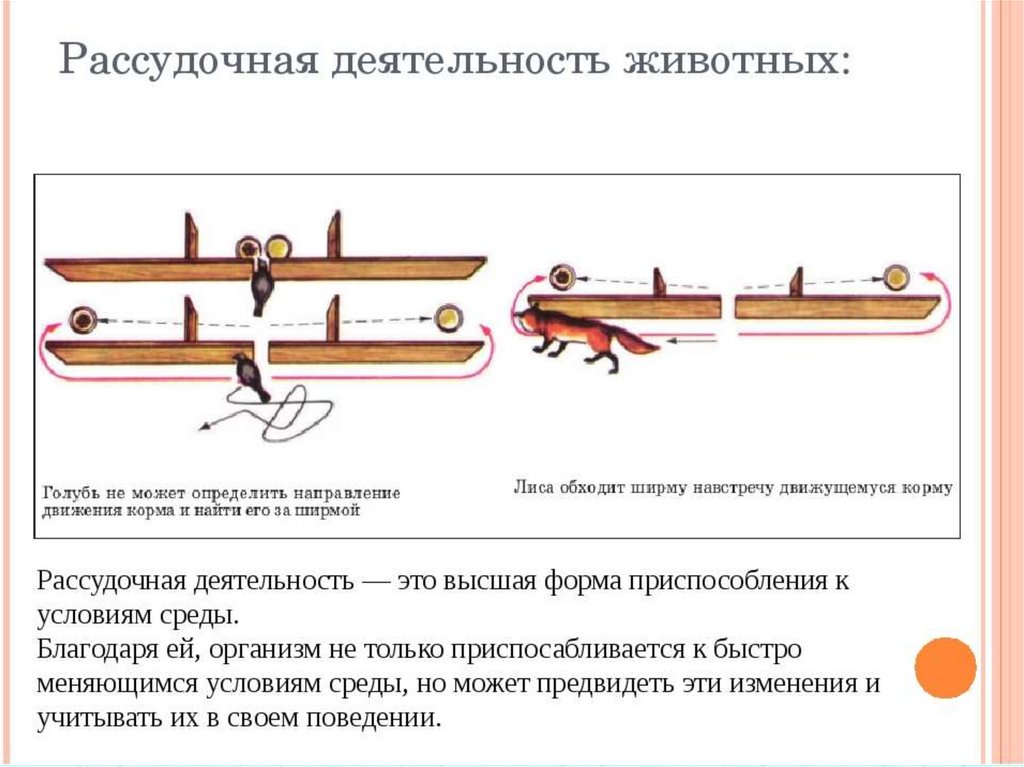 Рассудочная деятельность презентация