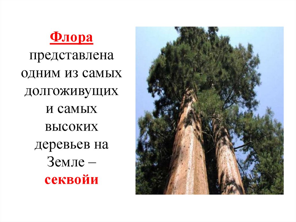 Флора представлена одним из самых долгоживущих и самых высоких деревьев на Земле – секвойи