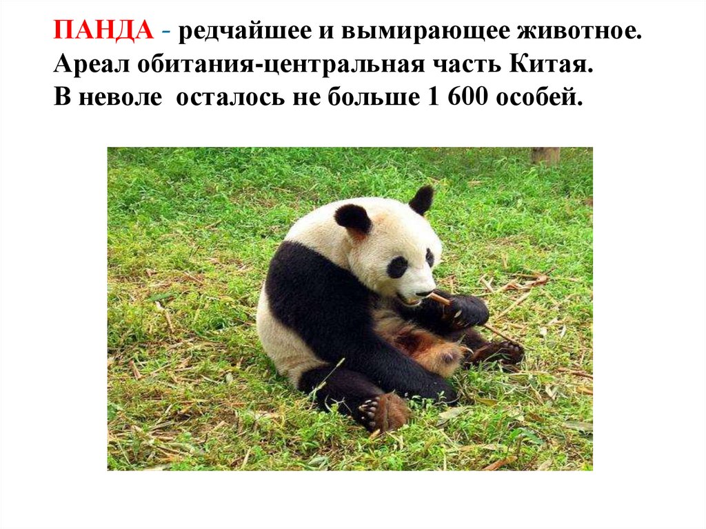 ПАНДА - редчайшее и вымирающее животное. Ареал обитания-центральная часть Китая. В неволе осталось не больше 1 600 особей.