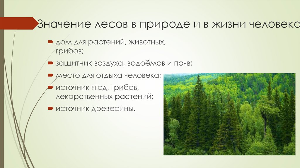 Каково значение леса в жизни человека. Доклад про лес. Значение лесов в природе. Международный день лесов презентация.