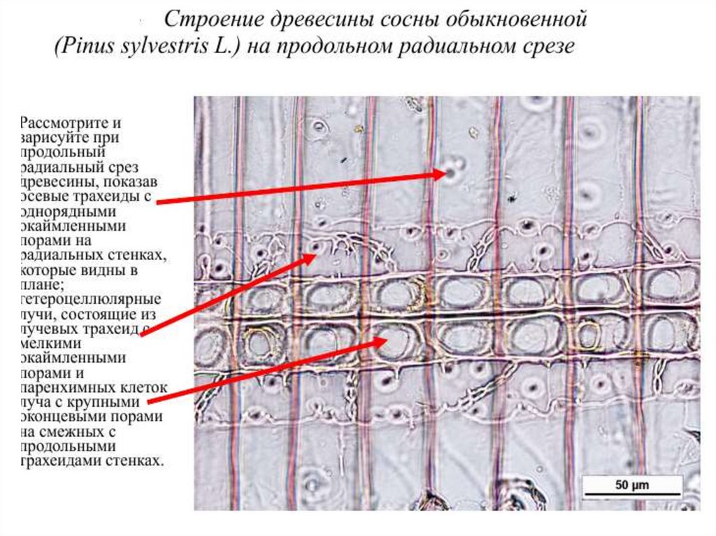 Какой буквой на рисунке обозначен слой древесного стебля древесина