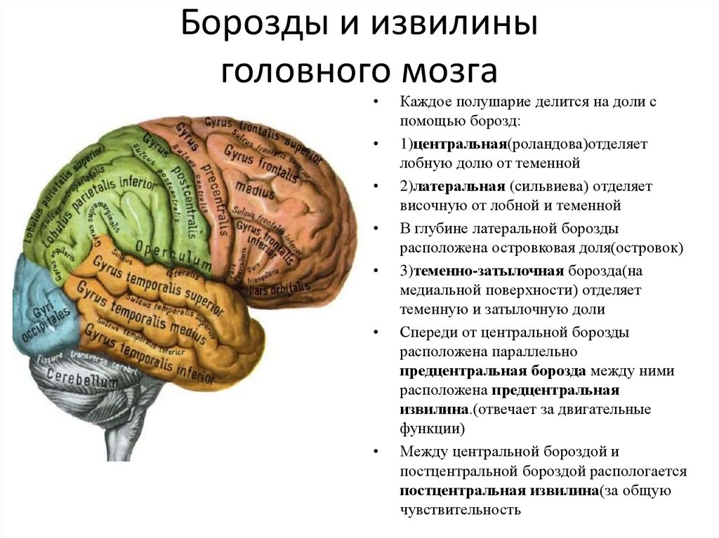 Значение борозд и извилин на поверхности коры. Анатомия коры головного мозга доли борозды извилины. Строение головного мозга доли борозды извилины. Функции долей головного мозга извилины. Строение полушарий большого мозга доли борозды извилины.