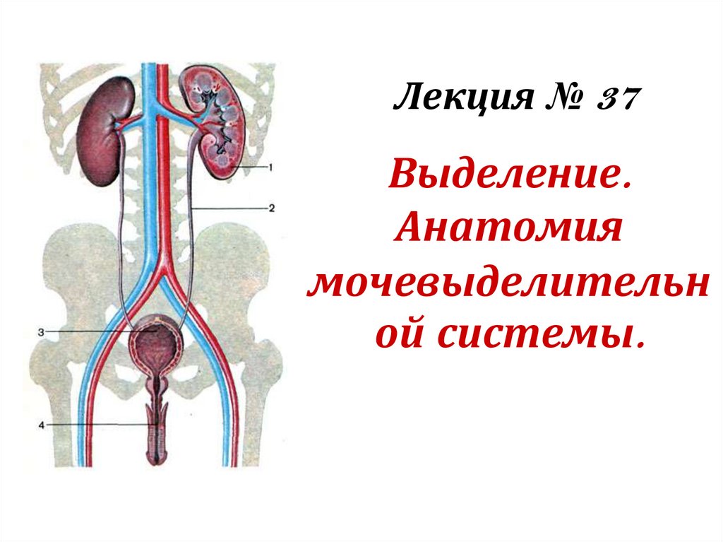 Мочевыделительная система анатомия. Выделение анатомия. Мочевыделительная система лекция. Анатомические образования мочевыделительной системы.