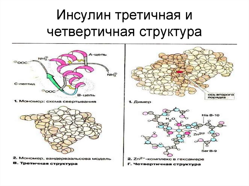 Инсулин презентация по биохимии